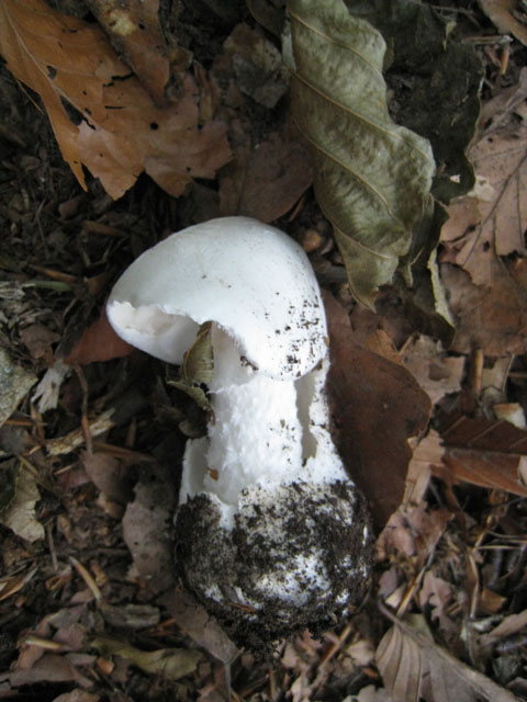 Escursione in faggeta